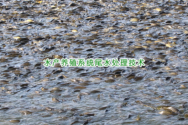 水產(chǎn)養(yǎng)殖系統(tǒng)水處理技術