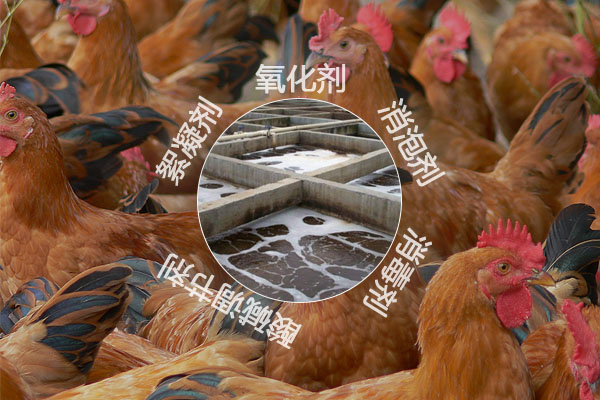 養(yǎng)雞場污水處理工藝流程及常用的化工原料有哪些？